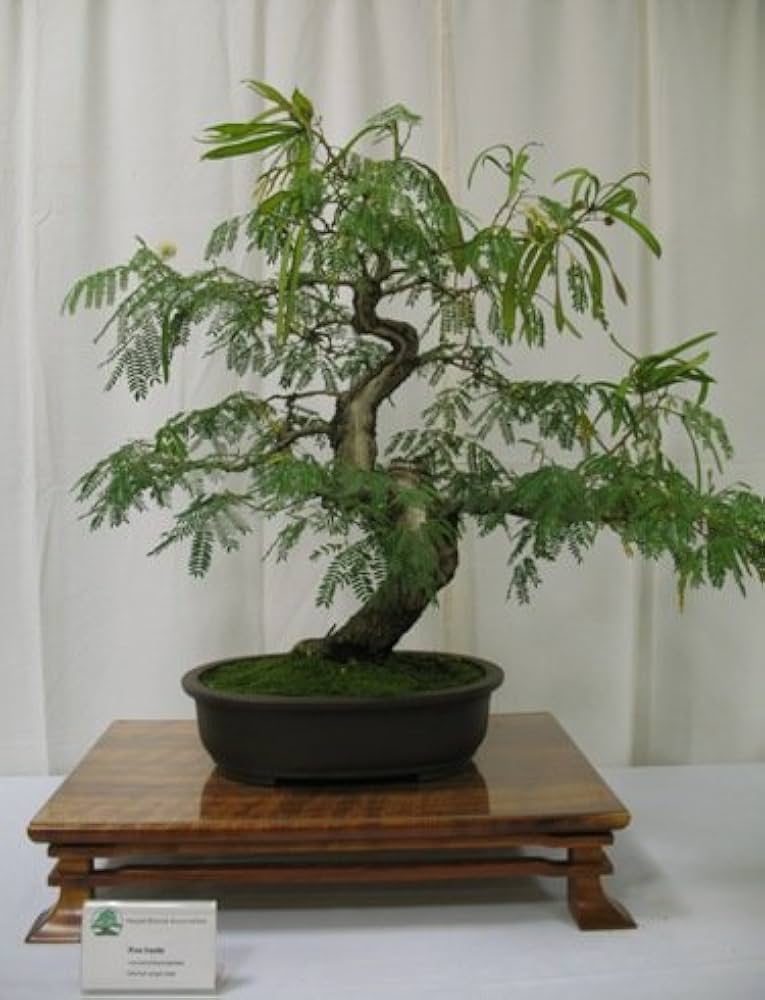 Bonsai Flower Seeds Strong Reproduction for Planting in Home Garden