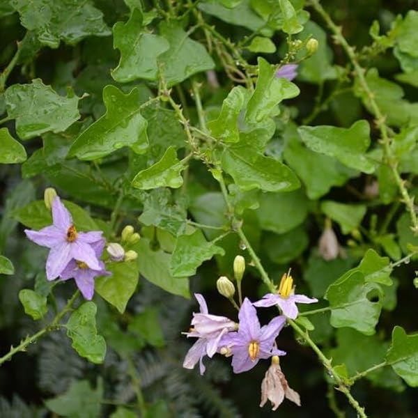 Solanum Trilobatum Cherry Vegetable Seeds for Planting in Vegetable Patch