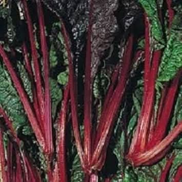 Swiss Ruby Chard Beta vulgaris seeds for garden planting
