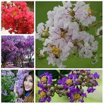 Mixed Crepe Myrtle Flower Seeds for Planting - 100 seeds for planting in home garden