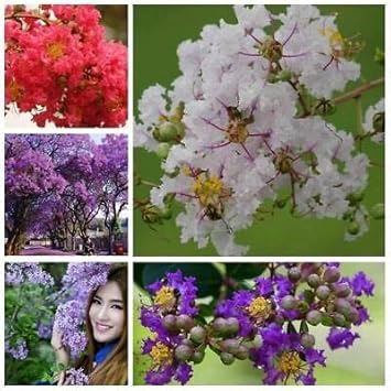 Mixed Crepe Myrtle Flower Seeds for Planting - 100 seeds for planting in home garden