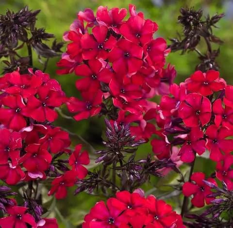 Fersh Red Phlox Flower - Heirloom, Non - Gmo Seeds