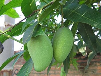 Green Mango Tree - Heirloom, Non - Gmo Seeds