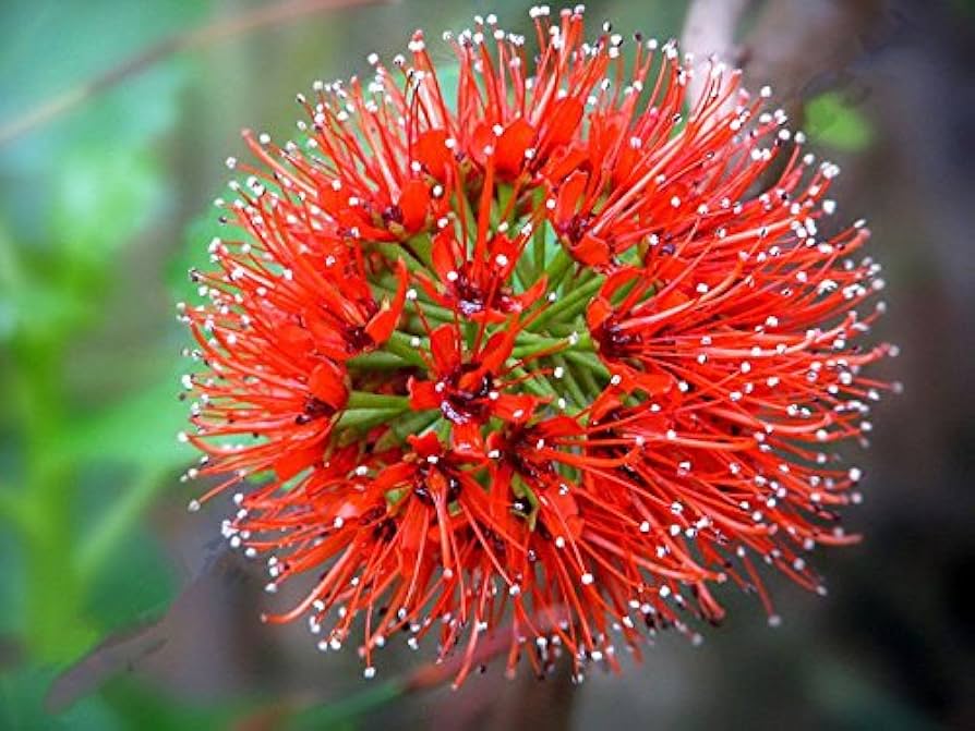 Red Greyia Sutherlandii Flower Seeds for Planting, 100 pcs for planting in your garden.