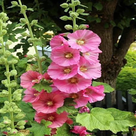 Pink Hollyhock Flower - Heirloom, Non - Gmo Seeds