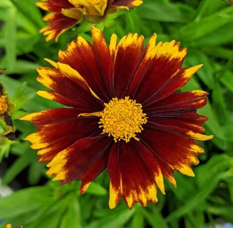 Yellow Red Coreopsis Flower - Heirloom, Non - Gmo Seeds