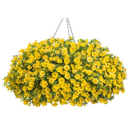 Yellow Calibrachoa Flower - Heirloom, Non - Gmo Seeds