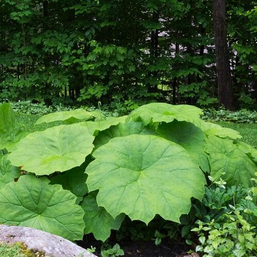 Astilboides Green - Heirloom, Non - Gmo Seeds
