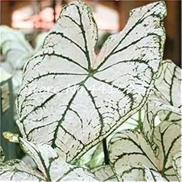 Caladium Sky Blue Flower Seeds for Planting NON GMO Seeds Dhara Seeds