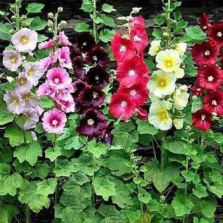 Malva Flower Seeds for Planting - NON GMO Seeds for planting in home garden