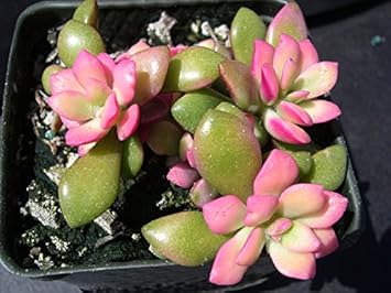 Pink Anacampseros Plant Seeds for Planting - 100