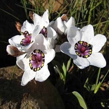 Heirloom Non-GMO White Sparaxis Tricolor Flower Seeds for Garden Planting – Vibrant Spring Blooms Mix for planting in your garden.
