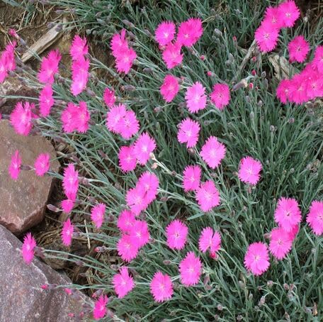 Pink Dianthus Flower - Heirloom, Non - Gmo Seeds