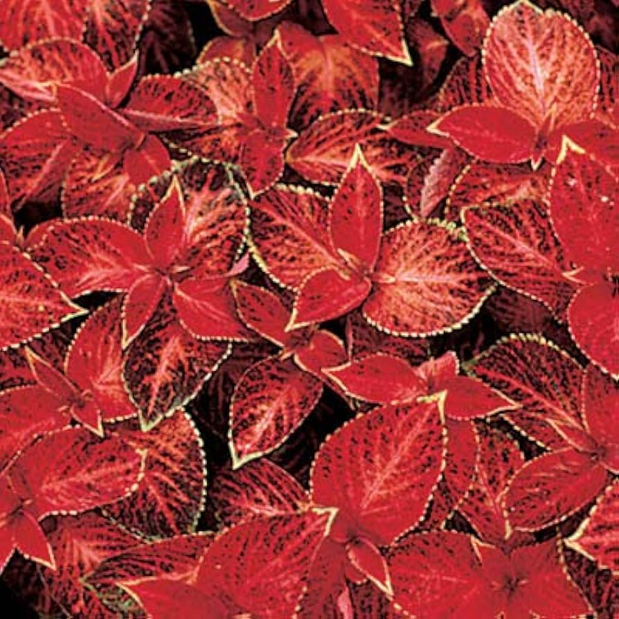 Coleus Wizard Velvet Red – + Seeds for Rich Red Foliage in Garden