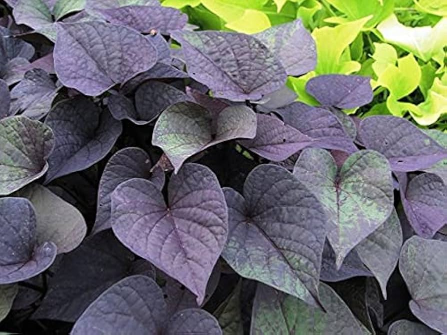 Sweet Potato Ipomoea batatas for planting in vegetable patch