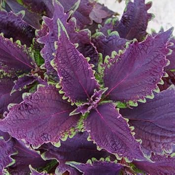 Heirloom Non-GMO Violet Coleus Plant Seeds for Planting – Vibrant Foliage Seeds for planting in your garden.
