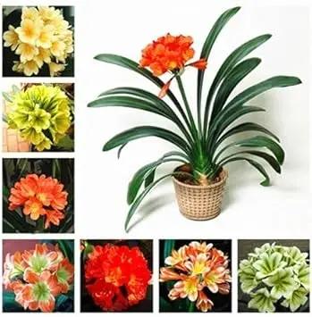 Mixed Clivia Planting Seeds - Non-GMO, Heirloom Flower for planting in home garden