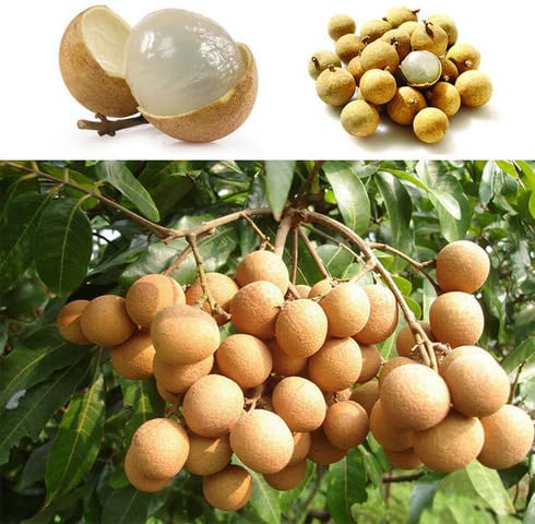 White Longan Fruit - Heirloom, Non - Gmo Seeds