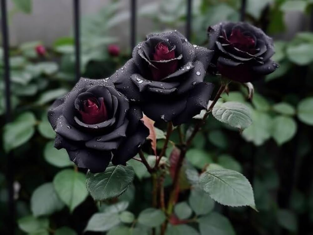 Black Rosa Rear Flowering Seeds For Planting and Gardening