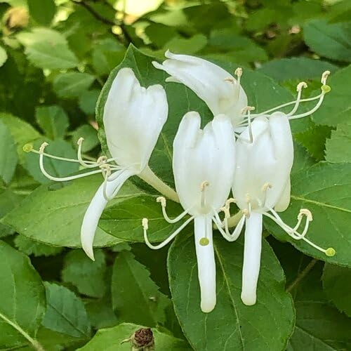 Honeysuckle Flower White - Heirloom, Non - Gmo Seeds