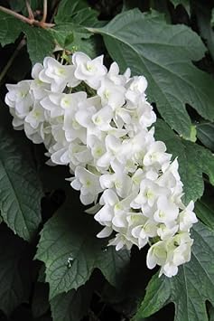 Quercifolia Seeds for Planting – Organic, Heirloom, Non-GMO Flower Seeds