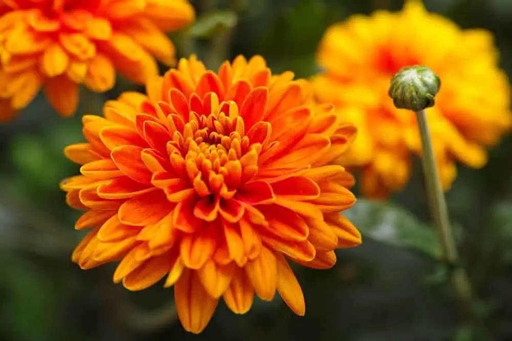 Chrysanthemum Flower Seeds Orange for Planting, NON GMO Seeds Dhara Seeds