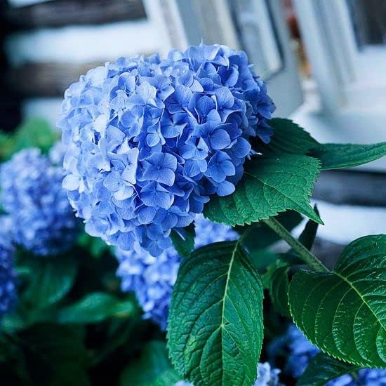 Double hydrangea flower seeds pack