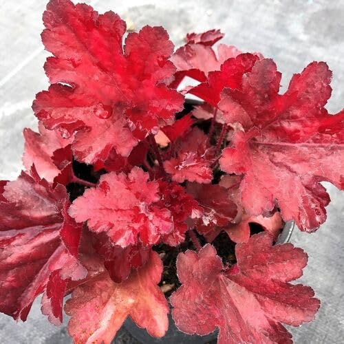Red Heuchera