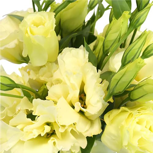 Lisianthus Flower Yellow - Heirloom, Non - Gmo Seeds