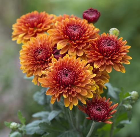 Orange Chrysanthemum Flower - Heirloom, Non - Gmo Seeds
