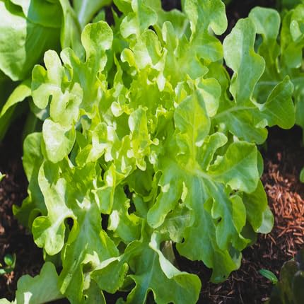 Oak Green - Heirloom, Non - Gmo Seeds