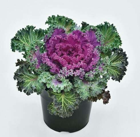 Green Purple Kale - Heirloom, Non - Gmo Seeds