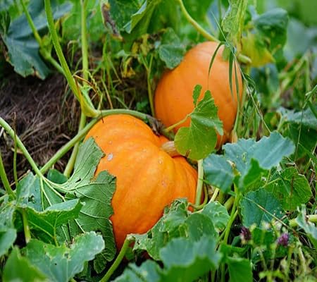 Pumpkin - Heirloom, Non - Gmo Seeds