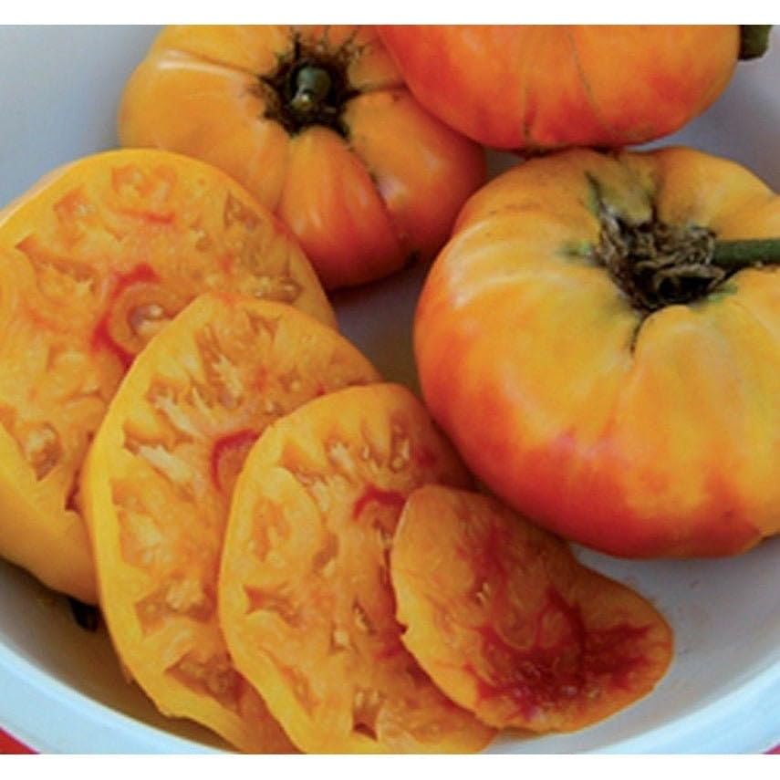 Gold Medal Yellow Tomato Seeds for Sweet, Richly Flavored Tomatoes