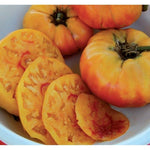 Gold Medal Yellow Tomato Seeds for Sweet, Richly Flavored Tomatoes