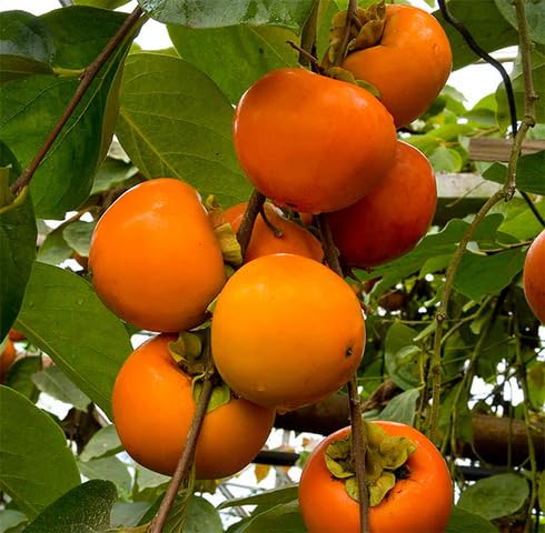 Orange Persimmon Fruit - Heirloom, Non - Gmo Seeds