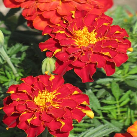Red Marigold Flower