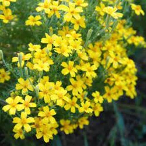 Yellow Tagetes Lemmonii Flower