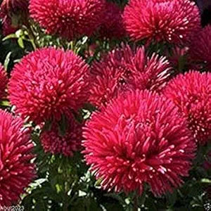 Double Aster Room Flower Mix Seeds (Callistephus Double Gremlin) + Seeds