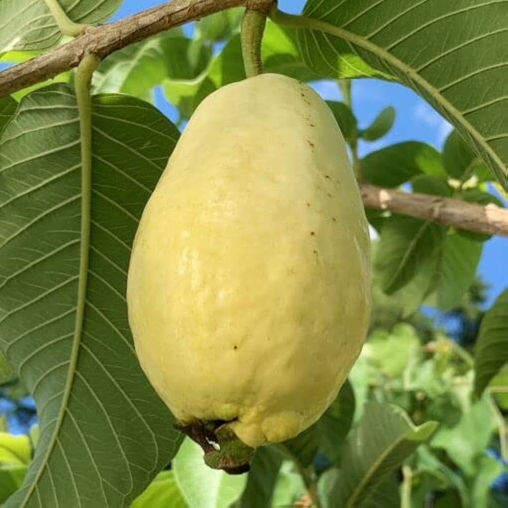 Yellow Guava (Psidium guajava / Common Name: Yellow Guava)