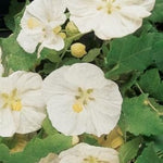 Abutilon Flower Seeds for Planting, White Blooms, 100 pcs for planting in your garden.