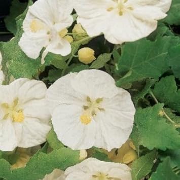 Abutilon Flower Seeds for Planting, White Blooms, 100 pcs for planting in your garden.