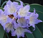White Blue Hippeastrum Rutilum Flower Seeds – Heirloom Non-GMO Amaryllis Blooms for Exotic Gardens for planting in your garden.