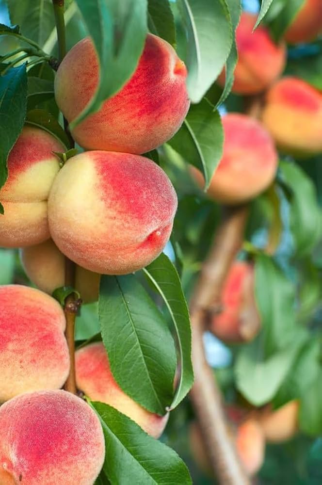 Peach Prunus persica Seeds for Planting flower bed vegetable patch