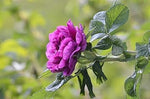 Camellia (Camellia scientific name) for planting in garden