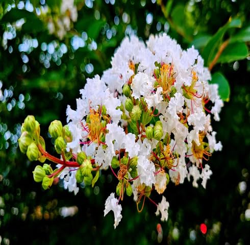 White Lagerstroemia Flower - Heirloom, Non - Gmo Seeds