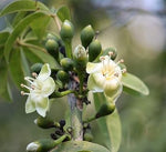 Pentandra Flower Seeds for Planting - 100 seeds for planting in home garden