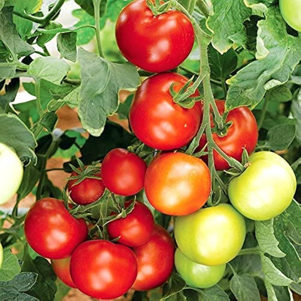 Heirloom Marglobe Tomato - Seeds for High Yields & Moisture/Disease/Crack Resistance