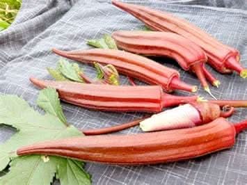 Orange Okra Abelmoschus esculentus for planting in vegetable patch