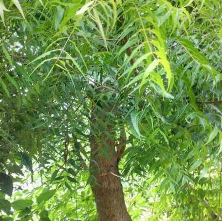 Green Neem Tree - Heirloom, Non - Gmo Seeds